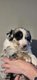Chiots berger américain miniature - pedigré St...