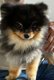 Spitzs  pomeranien