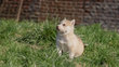 4 Magnifiques chiots Husky