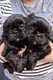 Chiots Shih tzu