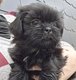 Chiots Shih tzu