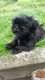 Chiots Shih tzu