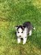 Husky