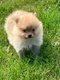 Spitz