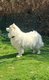 Magnifique portée de 8 chiots Samoyède 5 Mâles...