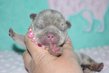 Superbes chiots bouledogue français isabella