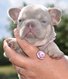 Superbes chiots bouledogue français isabella