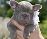 Superbes chiots bouledogue français isabella