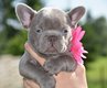 Superbes chiots bouledogue français isabella