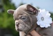Superbes chiots bouledogue français isabella