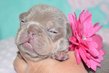 Superbes chiots bouledogue français isabella