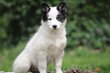 Chiot laika de iakoutie