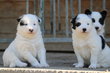 Chiot laika de iakoutie