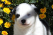 Chiot laika de iakoutie