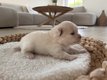 Spitz nain Pomeranien