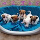 Jack Russel