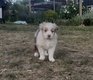 Chiot berger australien