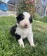 Chiot berger australien