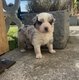 Chiot berger australien