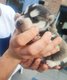 Husky