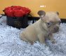 Chiot bouledogue français