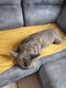Femelle bouledogue français