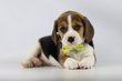 Beagle chiots, juste nés, reservez deja