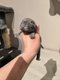 British shorthair blue et blue silver tabby avec...