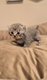 British shorthair blue et blue silver tabby avec...