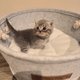 British shorthair blue et blue silver tabby avec...