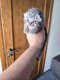British shorthair blue et blue silver tabby avec...