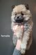 Magnifique femelle spitz
