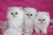 Magnifiques chatons chinchilla black silver shaded