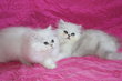 Magnifiques chatons chinchilla black silver shaded