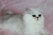 Magnifique chaton chinchilla black silver shaded