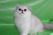 Magnifique chaton chinchilla black silver shaded