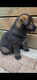 Chiots bergers allemands avec pedigrée Saint...