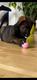 Dernier chiot mâle Berger Allemand disponible