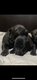 Chiots bergers allemands avec pedigrée Saint...