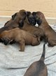 Chiot rouge de Bavière