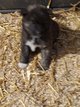 Chiots akita inu