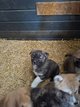 Chiots akita inu