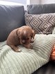 Chiot Cavalier King Charles Rubis femelle