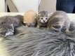 5 adorable chaton british shorthair a réservé
