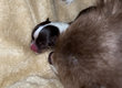 Chihuahuas à long poil