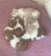 5 adorables trésors