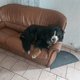 Bouvier pour saillie