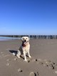 Golden retriever saillie