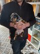 Chiots teckels poil court