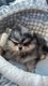 Spitz pomeranian